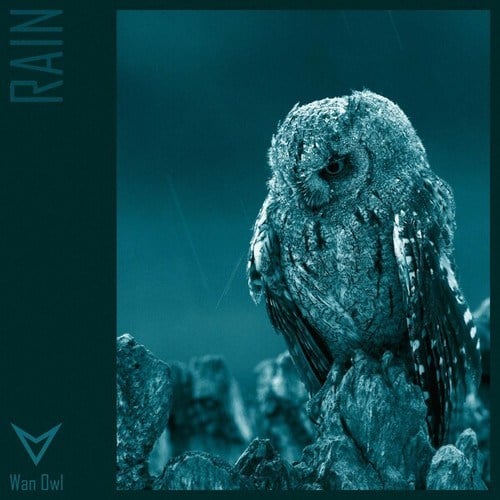 Wan Owl-Rain