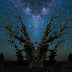Rings of Life