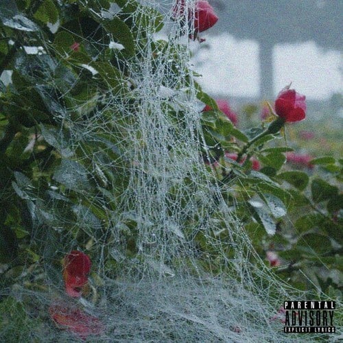 Yung Vision, Young Lime-Rote Rosen