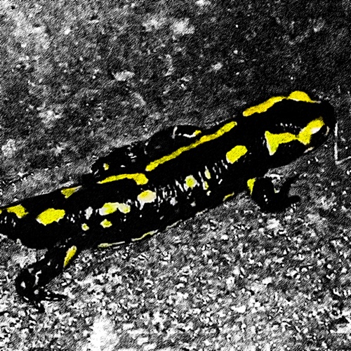 Salamandra