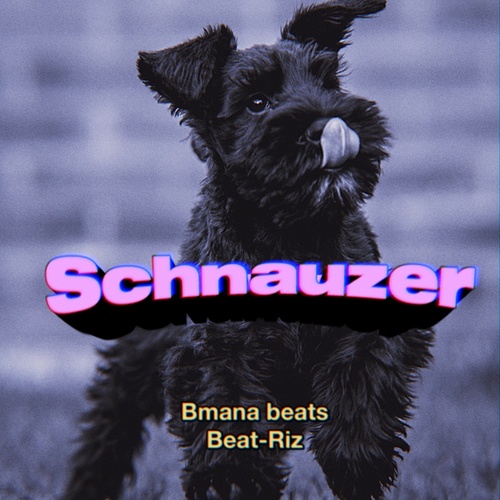 Schnauzer