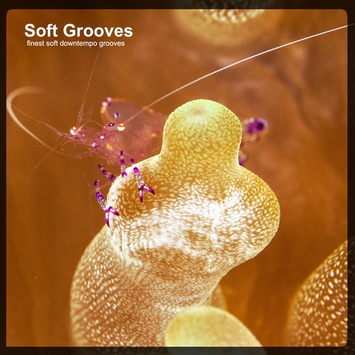 Various Artists-Soft Grooves