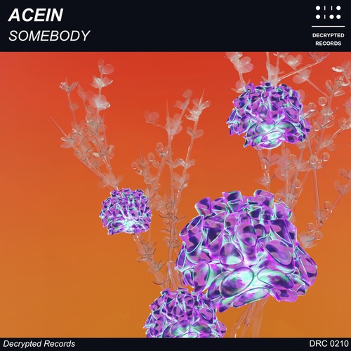 Acein-Somebody
