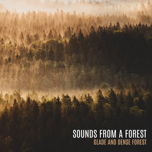 Sounds from a Forest Glade and Dense Forest. Beautiful Calm Spring Music