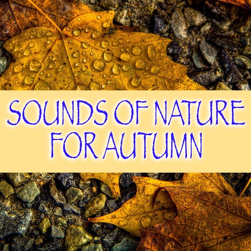 Sounds Of Nature For Autumn
