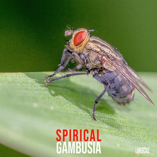 Gambusia-Spirical