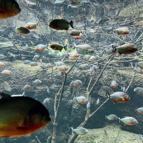 Rekreapolitan Orchestra-Strange Underwater Creature