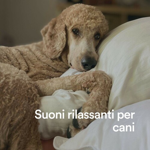 Suoni rilassanti per cani