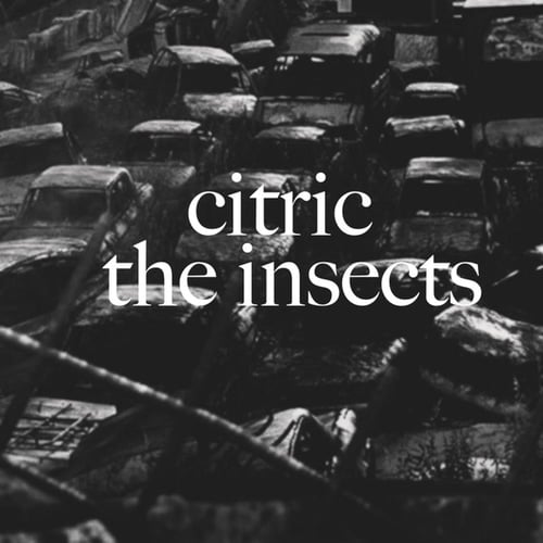 The insects