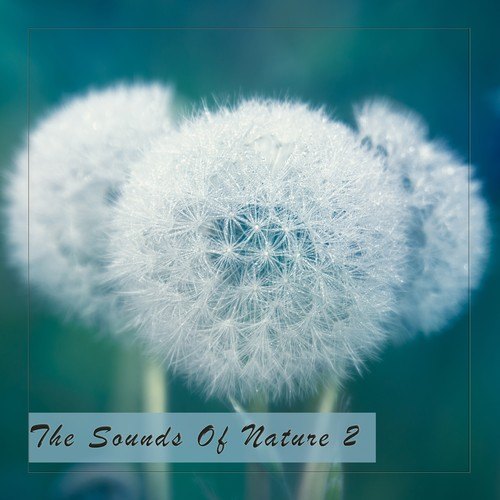 The Sounds of Nature 2