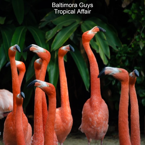 Baltimora Guys-Tropical Affair