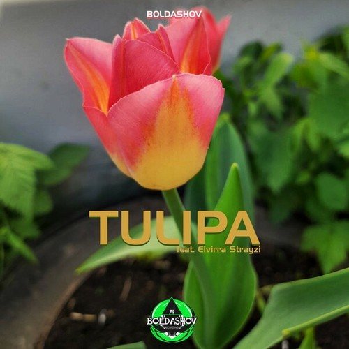 Boldashov, Elvirra Strayzi-Tulipa