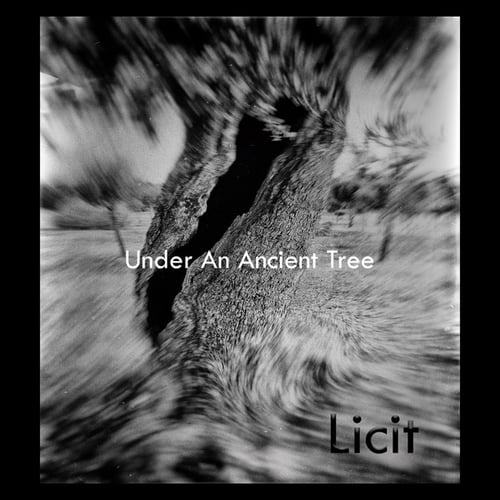 Licit-Under an Ancient Tree