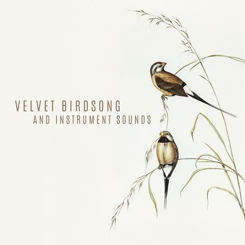 Velvet Birdsong and Instrument Sounds. Perfect Music for Relaxation