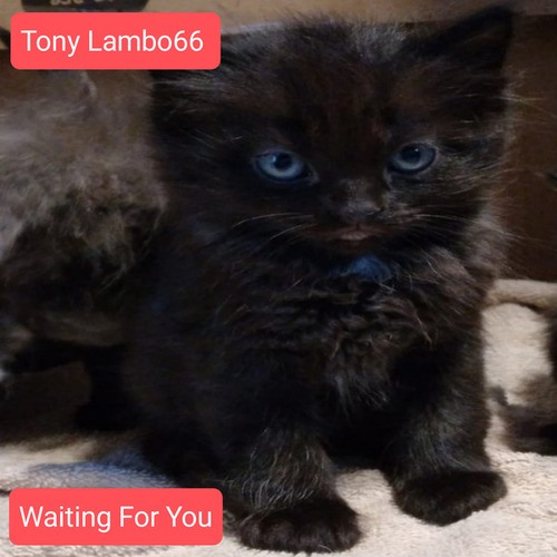 Tony Lambo66-Waiting For You