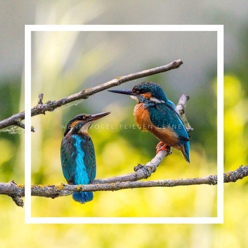 Nocoolkid-Wenn Vögel Fliegen Lernen