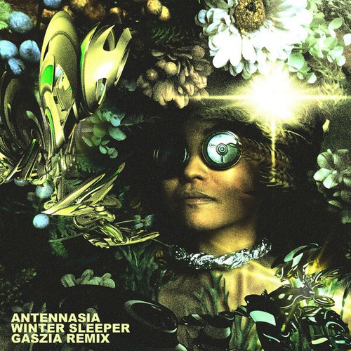 Antennasia, Gaszia-Winter Sleeper