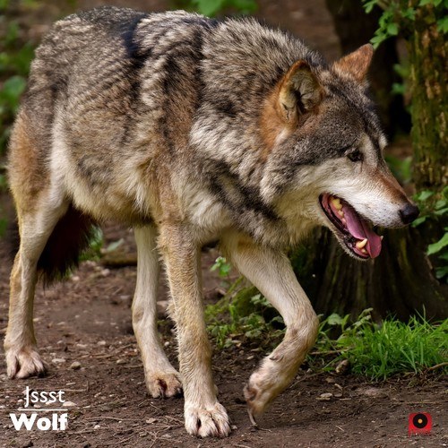 Jssst-Wolf