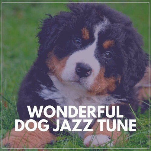 Wonderful Dog Jazz Tune