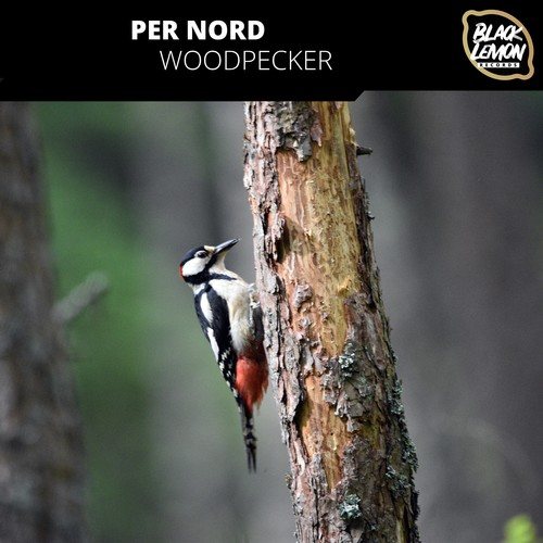 Per Nord-Woodpecker