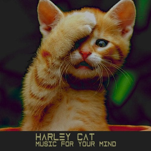 Harley Cat