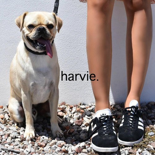 Harvie