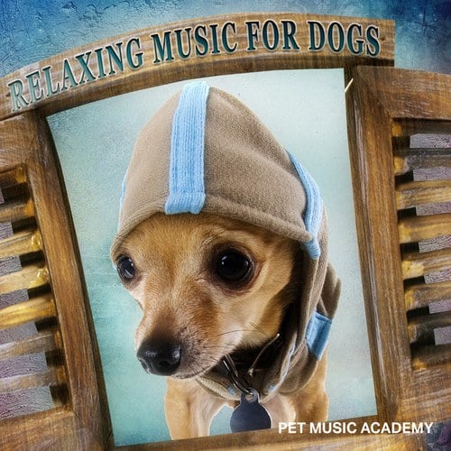 Pet Music Academy