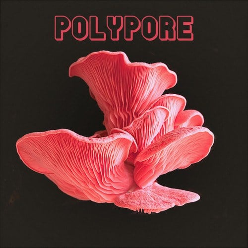 Polypore